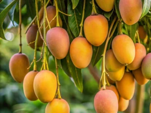 Alphonso Mango Size A++ (270gm-310gm) (6 pieces)